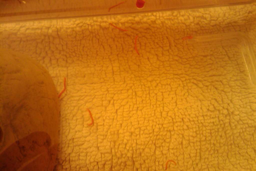 Worms
