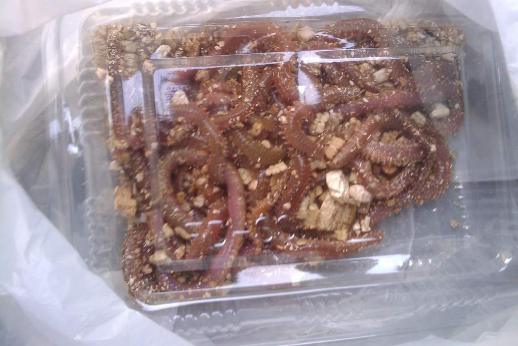 Worms