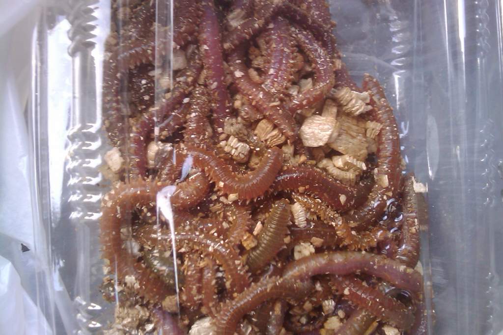 Worms