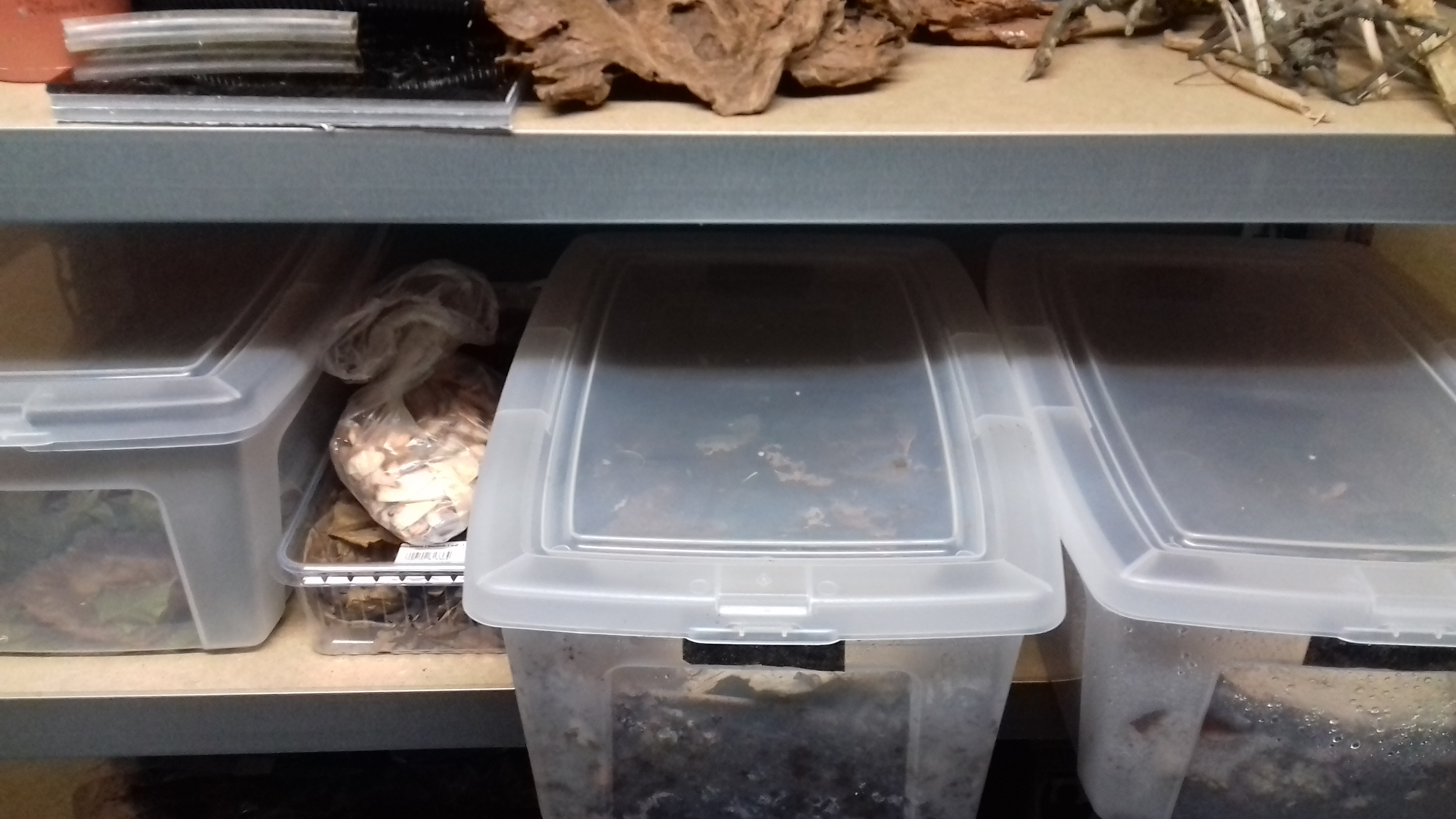 Wurm and Isopod cultures