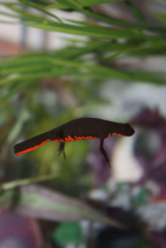 Xavier checking out the new tank