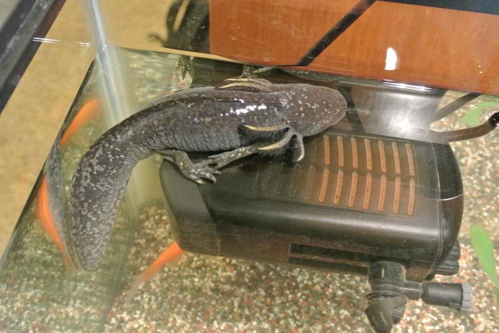 Xavier climbing on top of her filter
