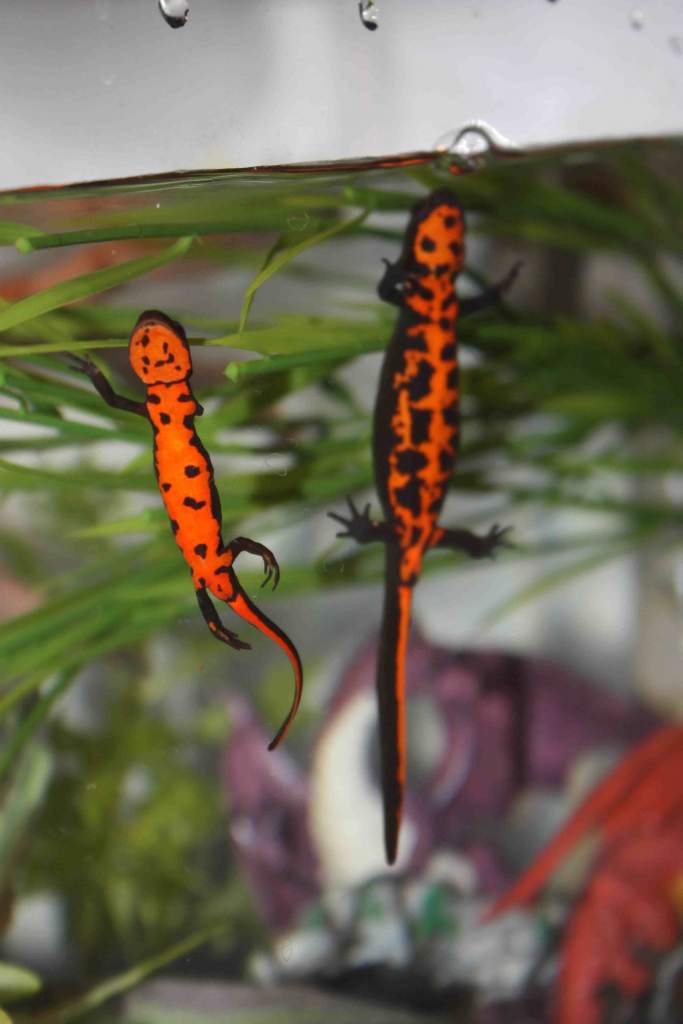 Xavier (L) and Pascal (R)