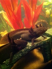 Xena lounging on her platform, Zeus creeping up to say hello