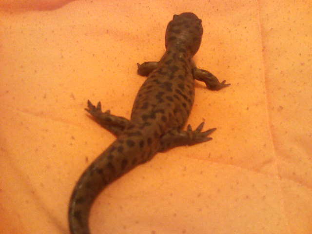 Xenon from the back.  Her markings are quite different then Yttrium's and Zinc's.