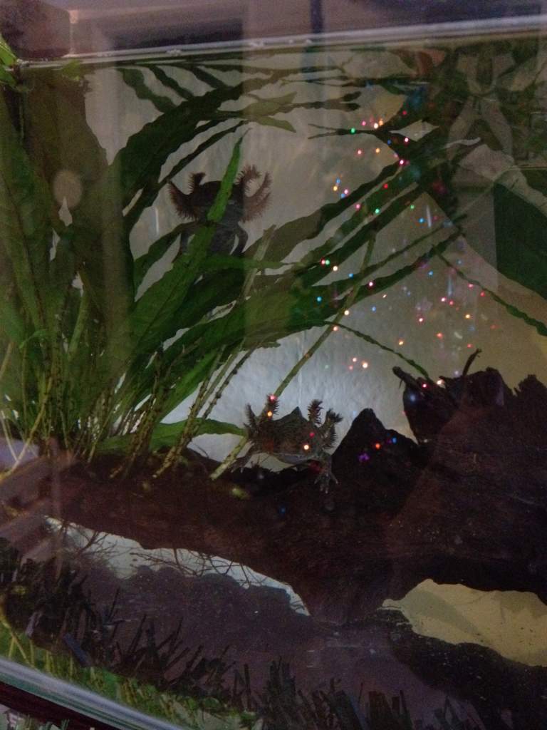 xmas tree reflection!