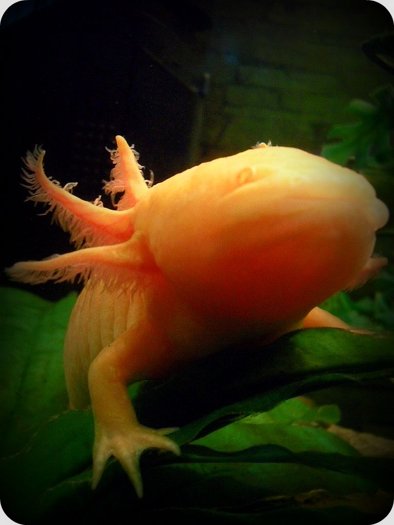 Xochi!