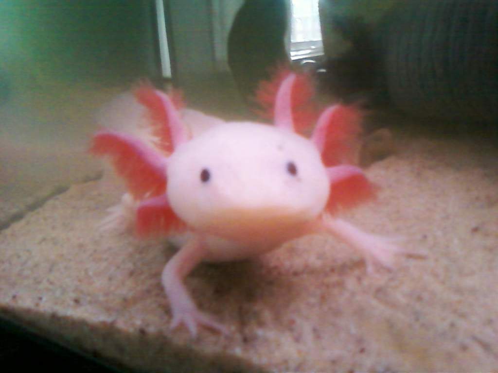 Xocolotl