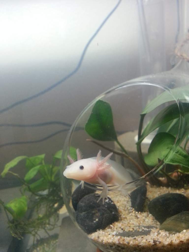 Xoli in glass pod garden