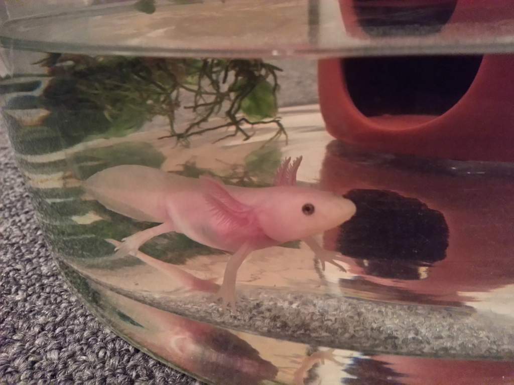 Xoli in small temporary home