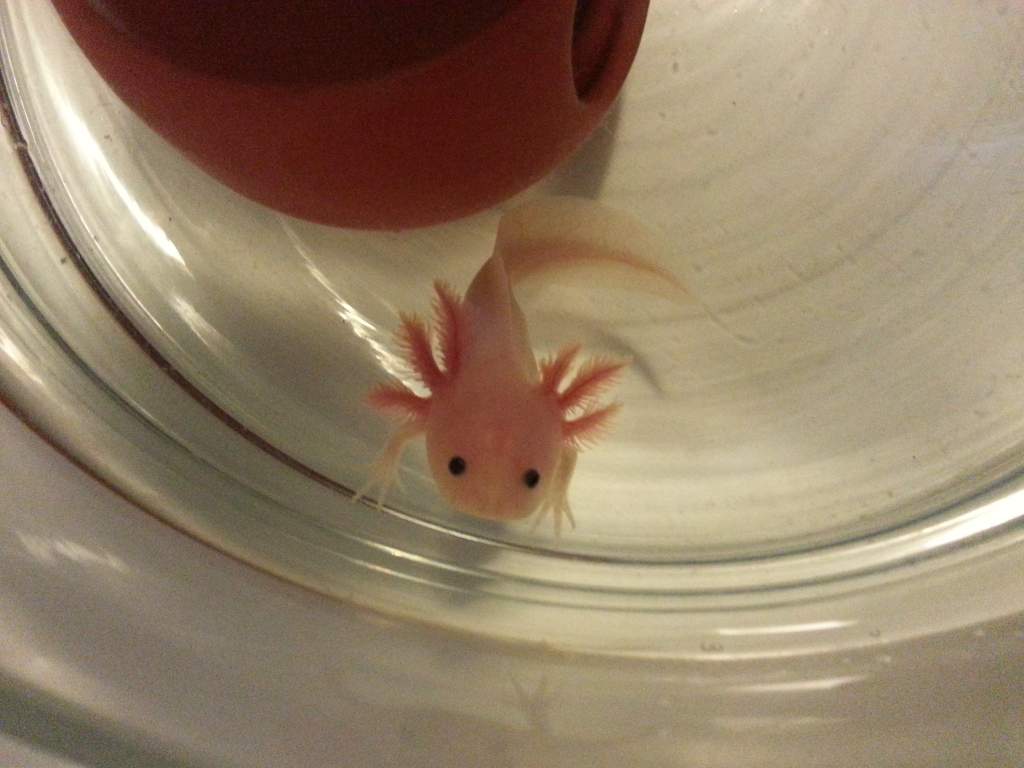 Xoli saying hi