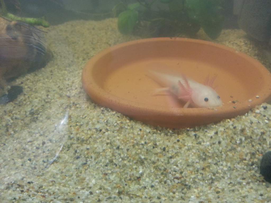 Xoli waiting for food.