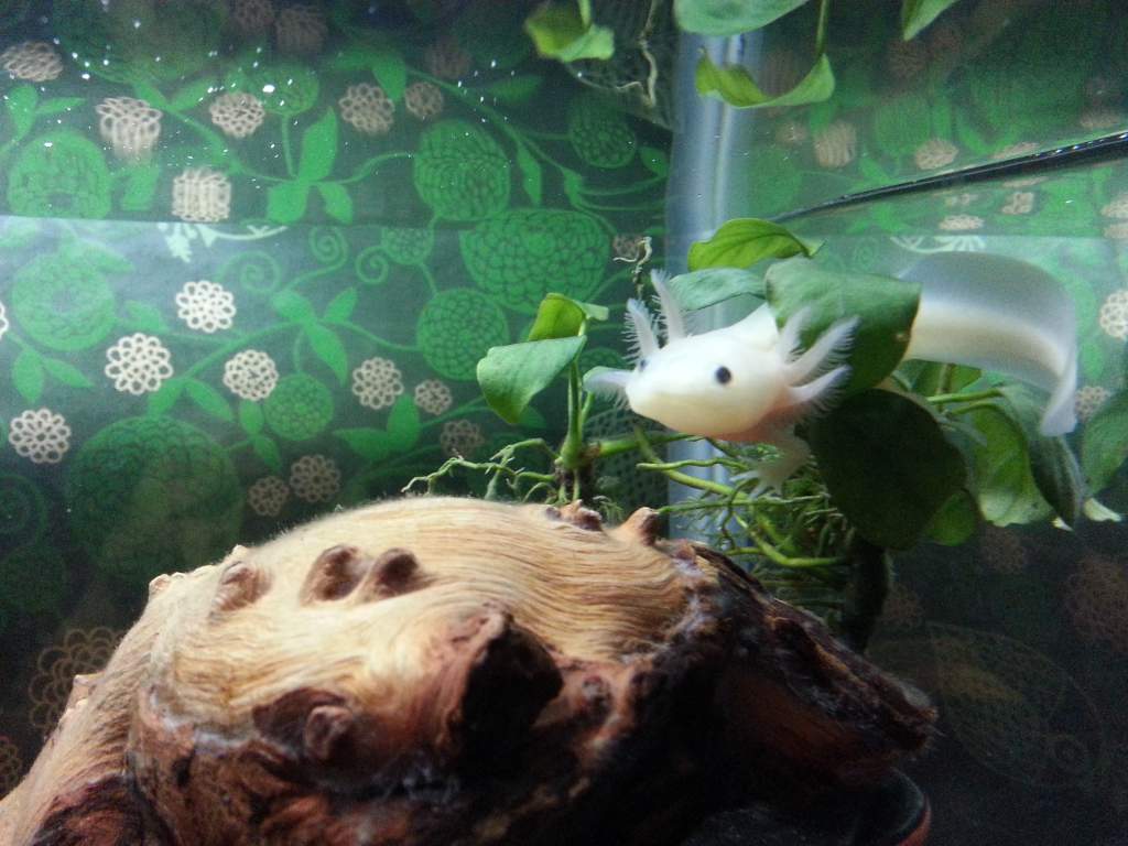 Xoli weaving through plant