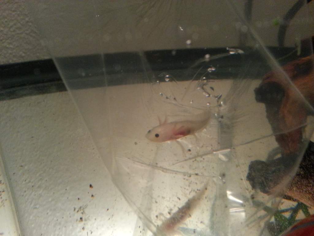 Xoli's first day home. So tiny!