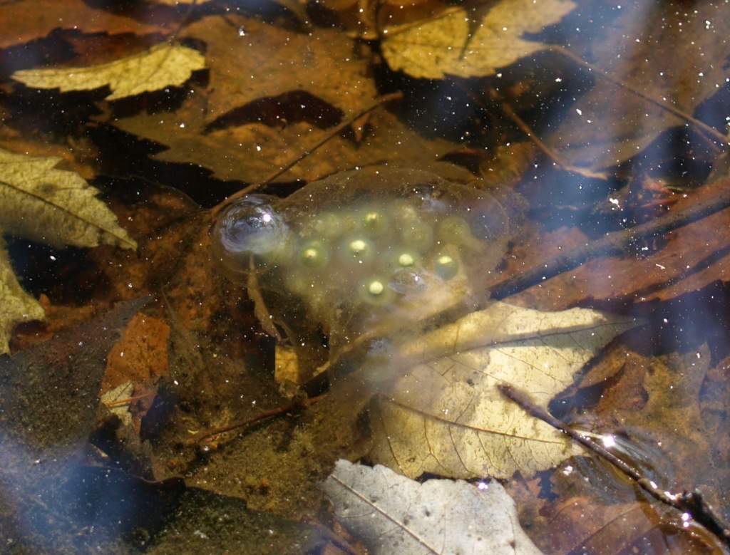 Yellow spotted Eggs in Vernal pool