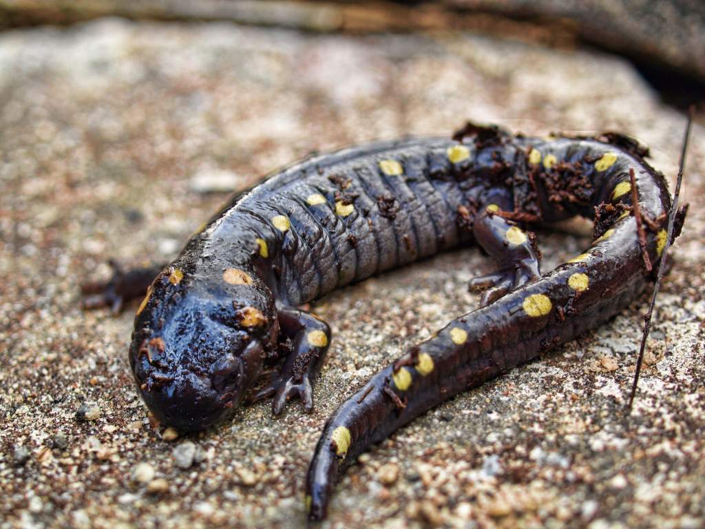 Yellow spotted on a Rock after i found it under a log.