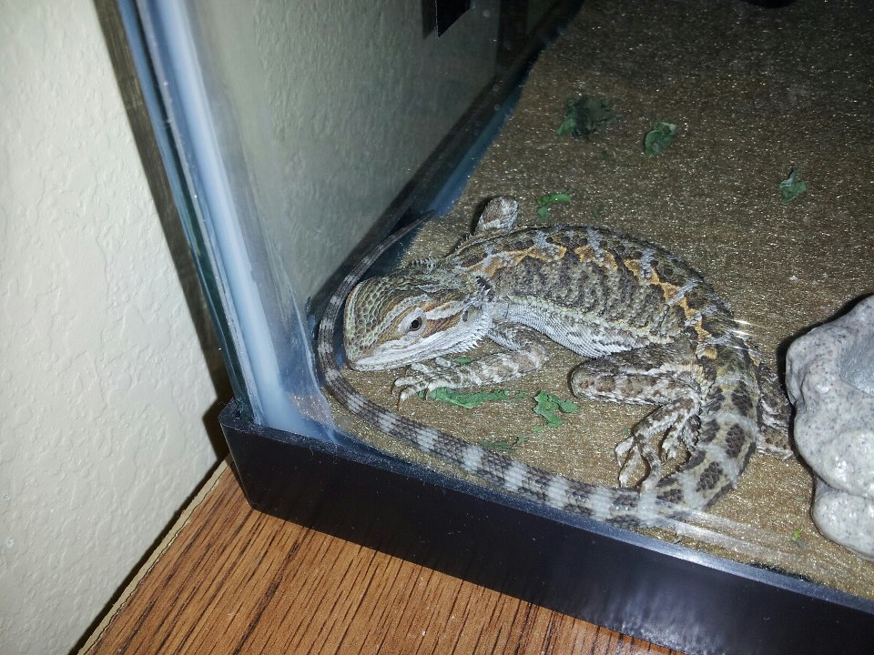 Yes, I can put my tail over my head. What about it?