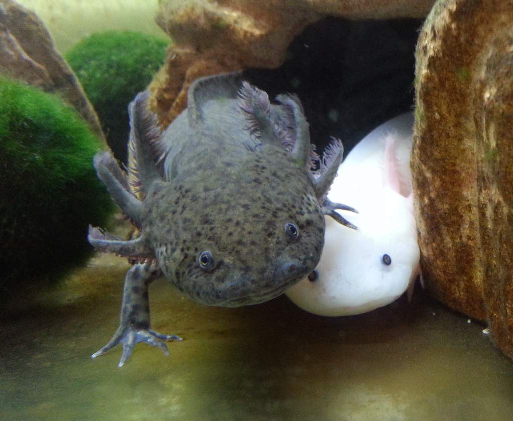 Yoshi and Leucy