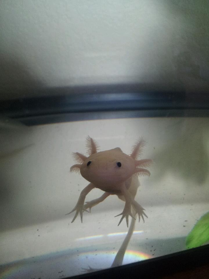 Yoshi says hi!