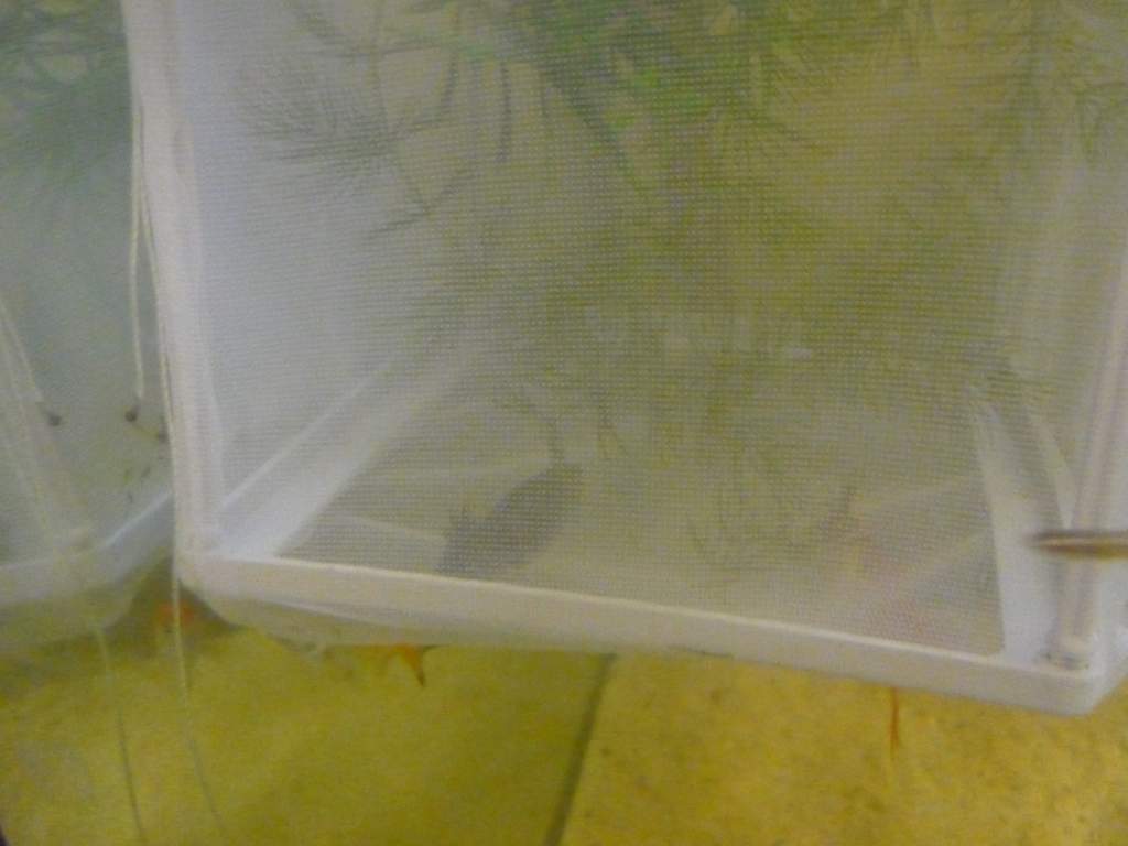 you can barely see my Melanoid, Stubby, in his temporary mesh home. The fish are interested in the food pellets within the mesh, and they, erm, "clean