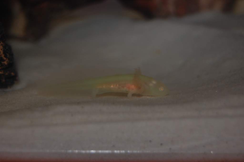 You can see the gfp a little bit here.