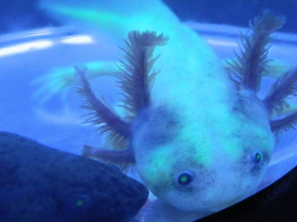 You down with GFP? ... Yeah you know me!
