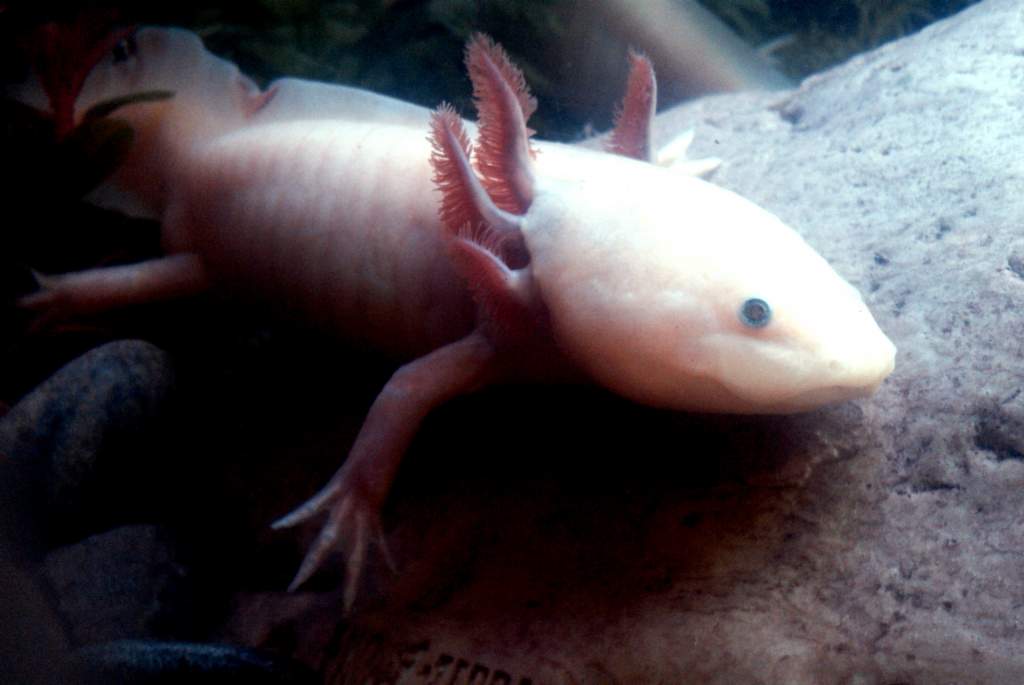 You may notice some 'nicks' in this poor boys tail. This happened in transit as his previous owner dropped him the morning I rehomed him and his tankm