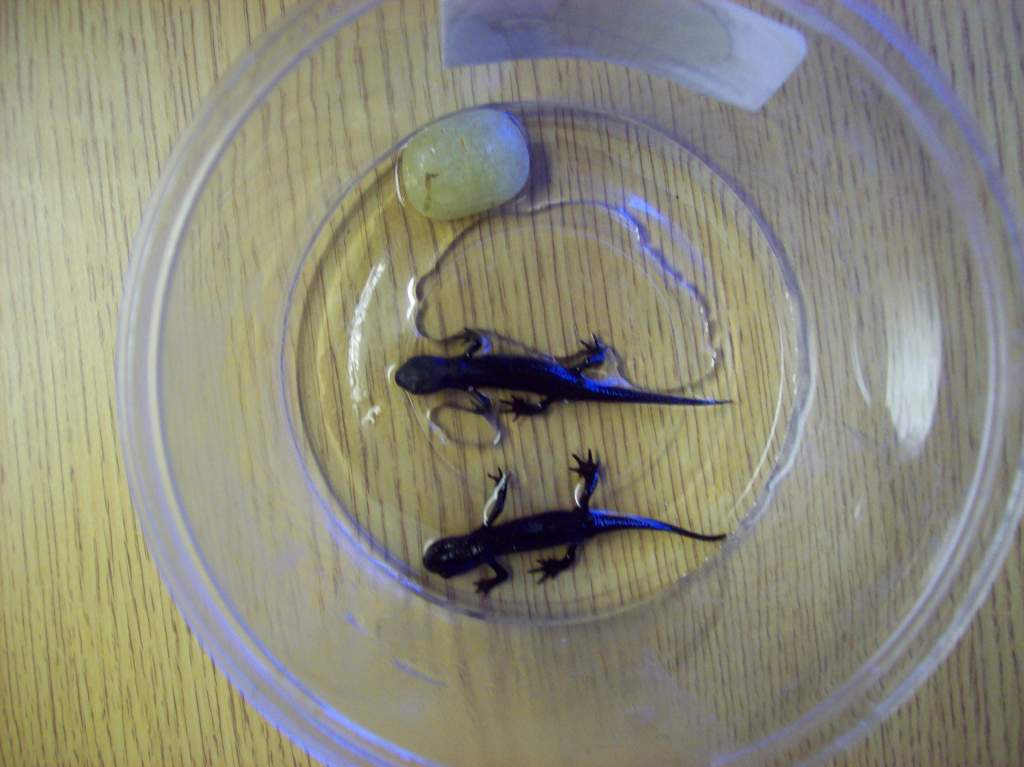 Young adult Chinese-fire belly newts Thor and Loki in a small, slightly wet container with a rock for feeding as their tank gets cleaned.
