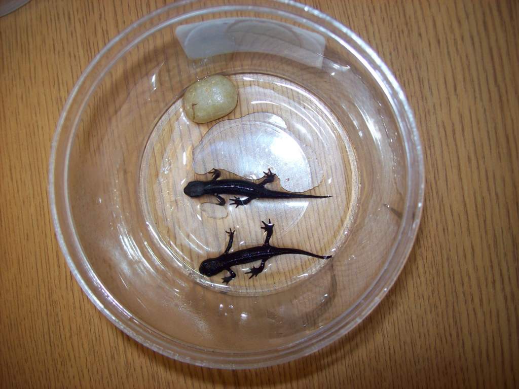 Young adult Chinese-fire belly newts Thor and Loki in a small, slightly wet container with a rock for feeding as their tank gets cleaned.