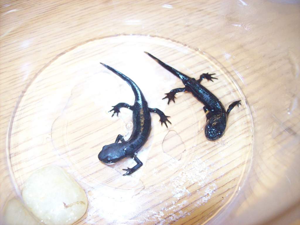 Young adult Chinese-fire belly newts Thor and Loki in a small, slightly wet container with a rock for feeding as their tank gets cleaned.