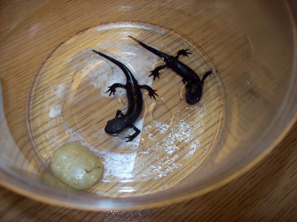 Young adult Chinese-fire belly newts Thor and Loki in a small, slightly wet container with a rock for feeding as their tank gets cleaned.