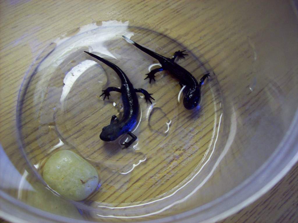 Young adult Chinese-fire belly newts Thor and Loki in a small, slightly wet container with a rock for feeding as their tank gets cleaned.