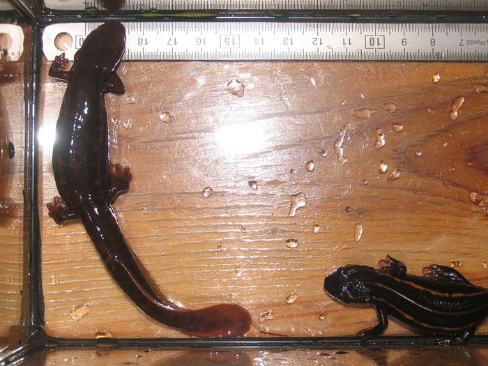 Young-adult ensicauda female - 15 cm and Pachytriton male