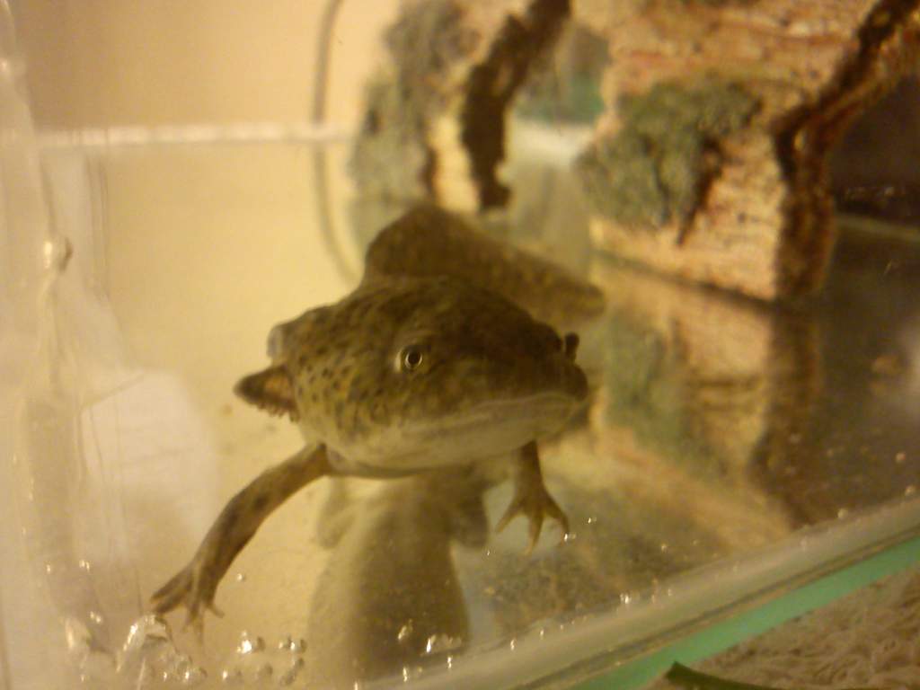 Young Amigo :)