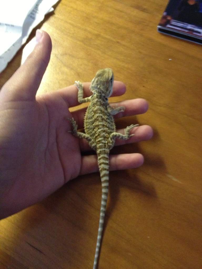 young beardy