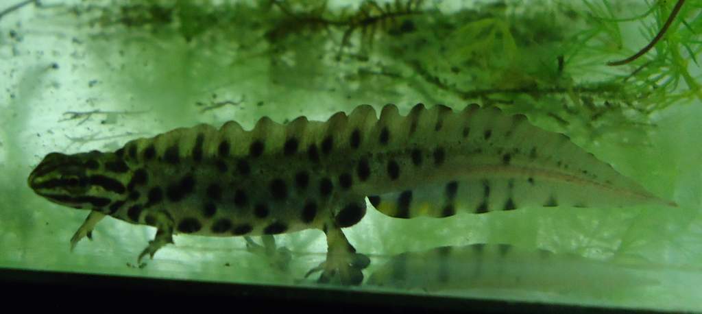 young male (1.5 yrs) in his first crest