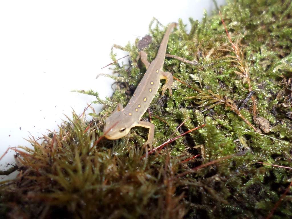 Young Notophthalmus Viridescens