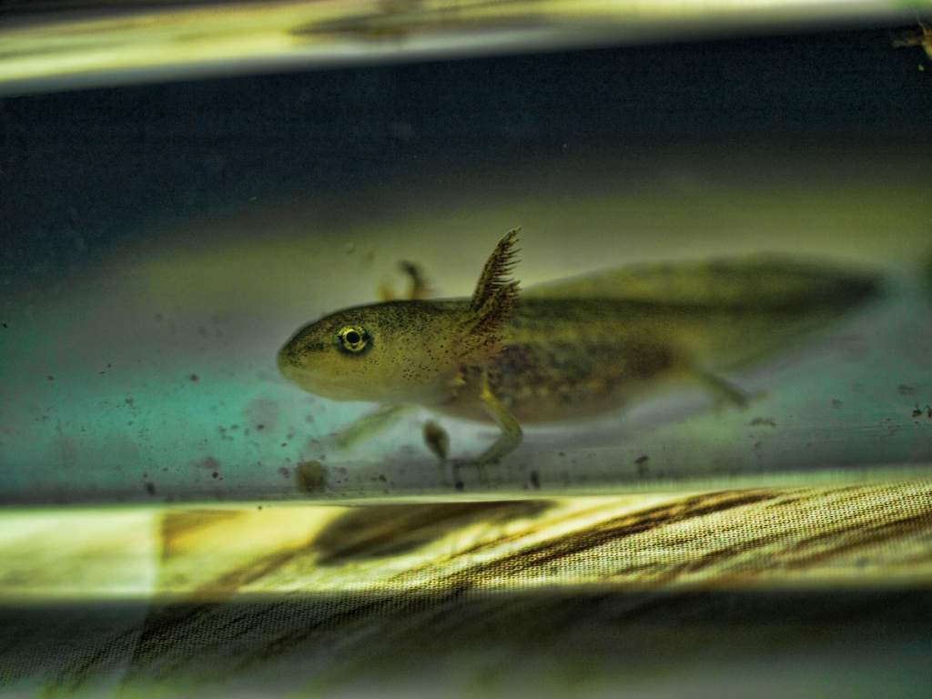 Young Yellow Spotted Salamander One month old.
