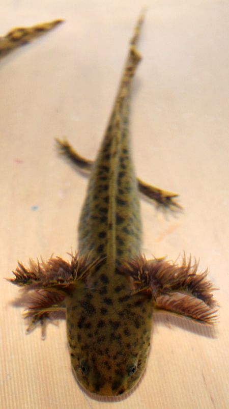 Youngster 2012