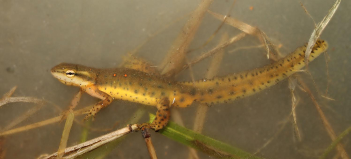 Zach Truelock Notophthalmus viridescens