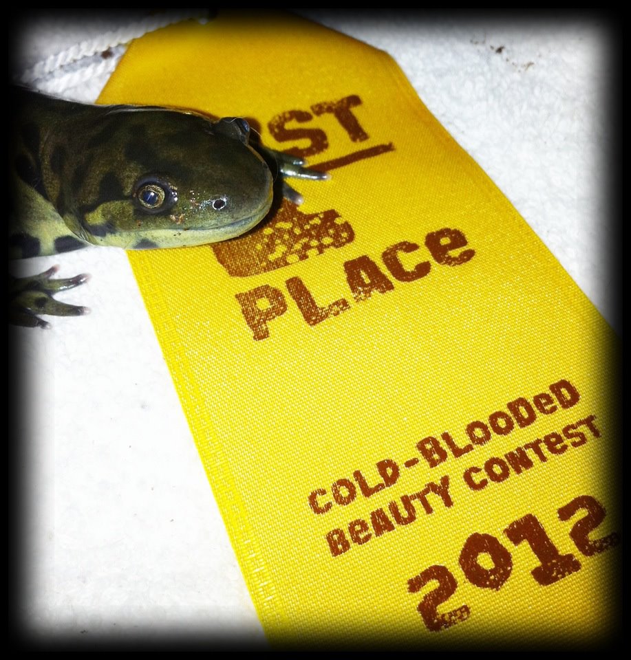 Zeke won the PetCO Cold-Blooded Beauty Contest :)
