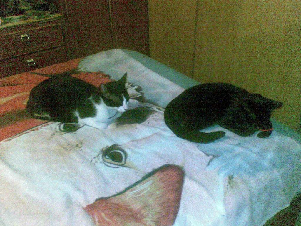Zelda (pure black) Marius (black and white)