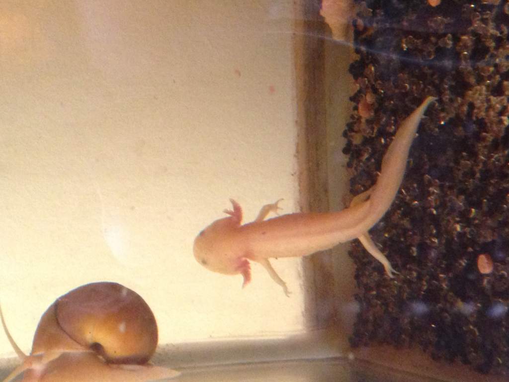 Zelda.... Standing up?... She does this from time to time. Even swims up the top with Desmond when I assume they're bored.