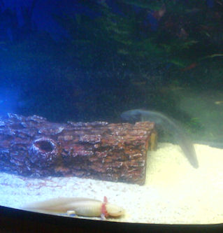 Zergling enjoying the fake log