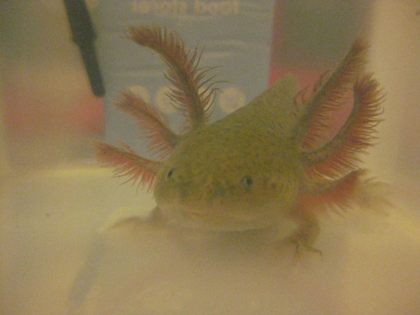 Ziggy actually decides to look at the camera...