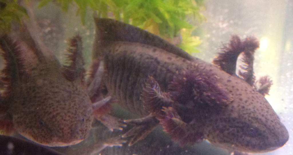 Zoidberg (lef) and Reggie again 26/4/12