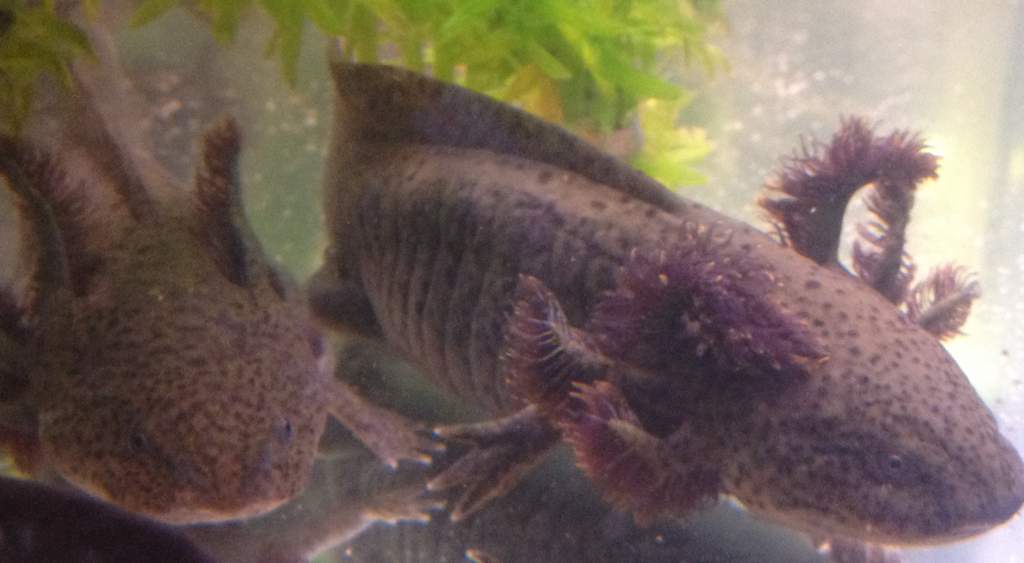 Zoidberg (one front paw is a 2-fingered lobster claw and has been since we got him) and Reggie - 26/4/12