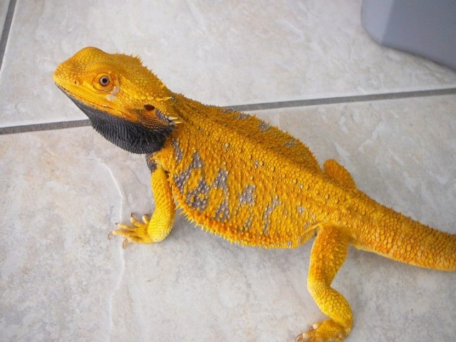 Zyo