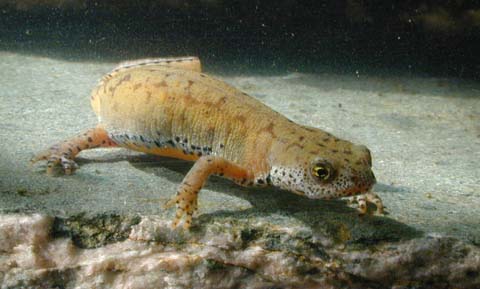 female alpine newt, Triturus alpestris (=Mesotriton alpestris, Ichthyosaura alpestris)