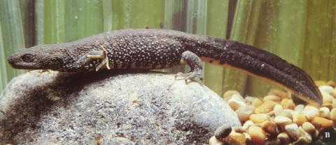female crested newt